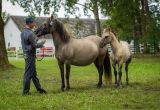 Jubileuch-70-lecia-hodowli-rezerwatowej-Konika-Polskiego-10