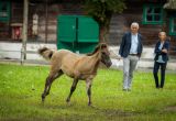 Jubileuch-70-lecia-hodowli-rezerwatowej-Konika-Polskiego-9