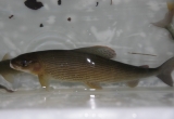 Samica lipienia gotowa do tarla