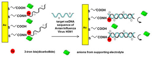 DNA-probe-modified-with-3-iron-bisdicarb