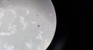 foto Mikrobiol1