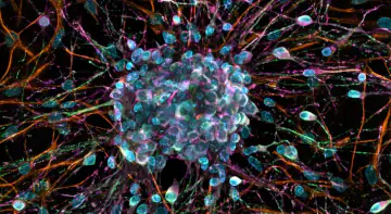 Życie pod napięciem. Jak przyspieszyć lub spowolnić rozwój, nie dotykając genów